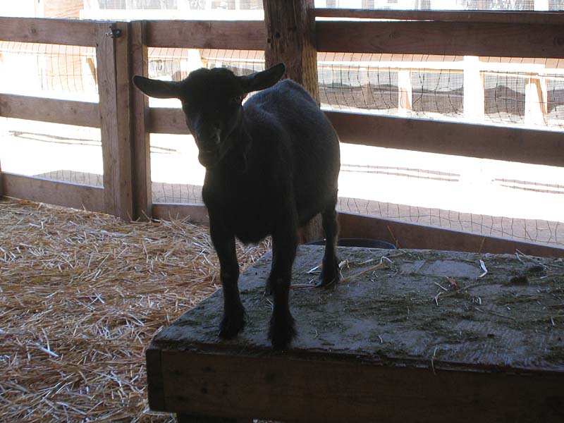 08-17-08_petting-zoo_Severin_05