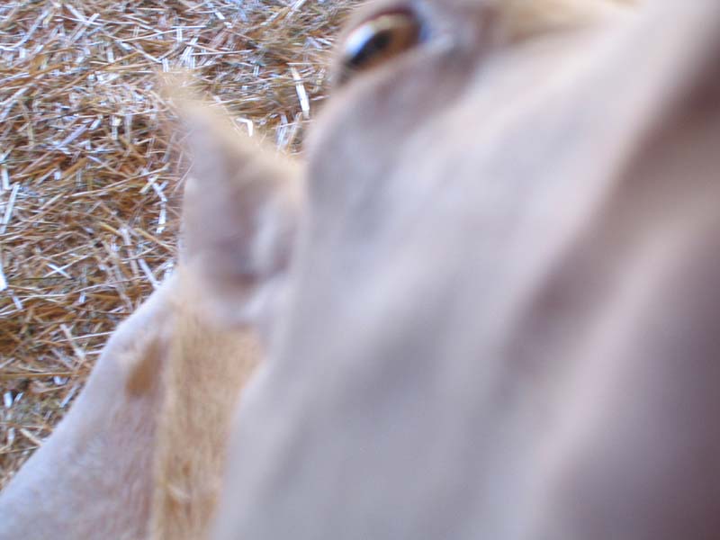 08-17-08_petting-zoo_Severin_06