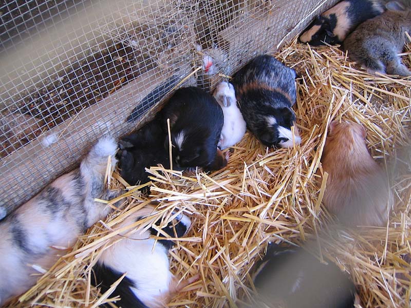 08-17-08_petting-zoo_Severin_07