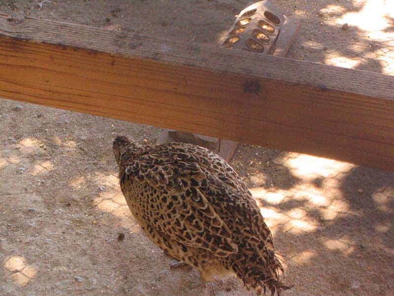 08-17-08_petting-zoo_Severin_110