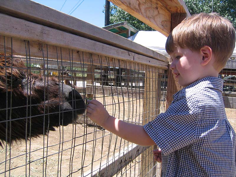 08-17-08_petting-zoo_Severin_20