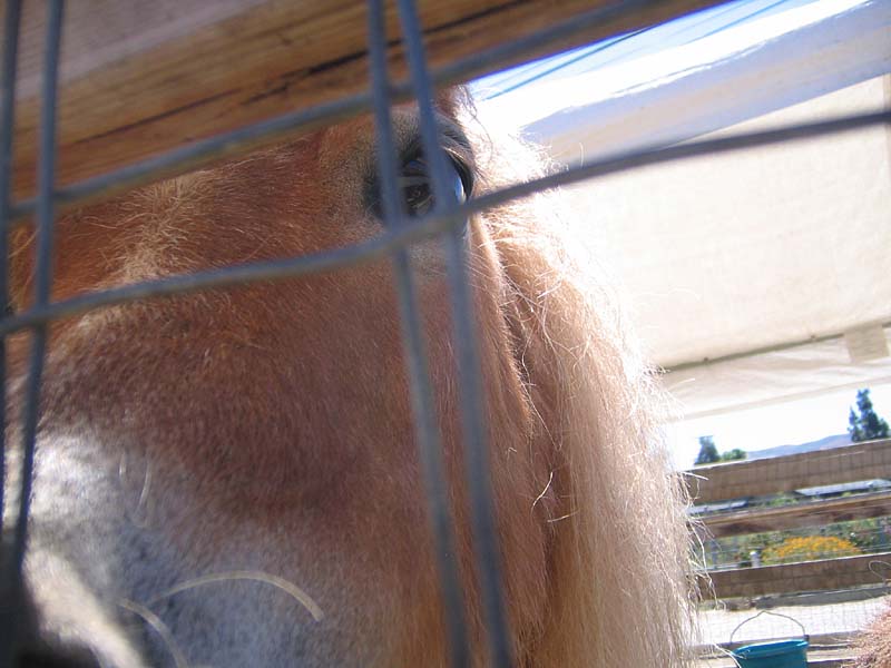 08-17-08_petting-zoo_Severin_22