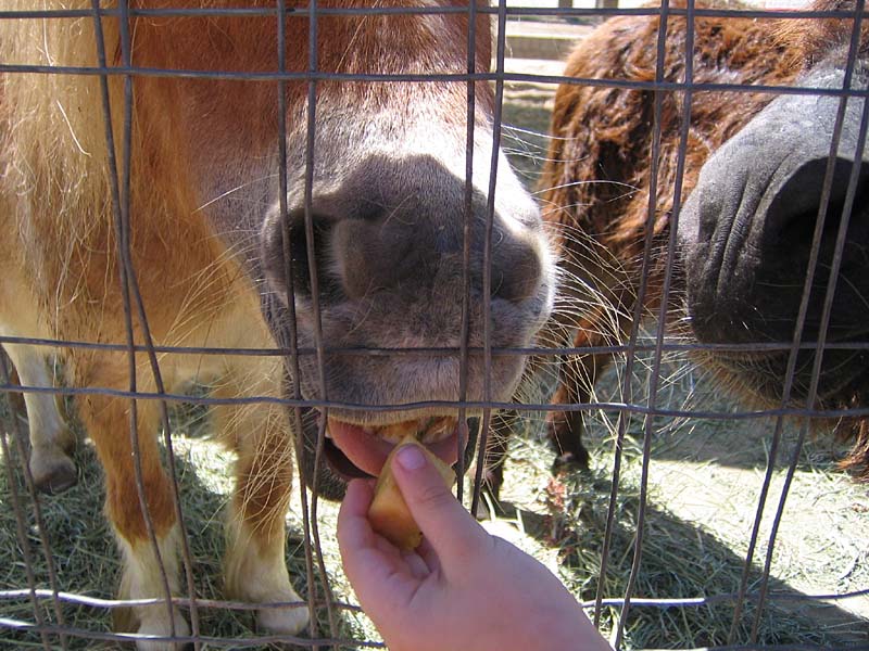 08-17-08_petting-zoo_Severin_23