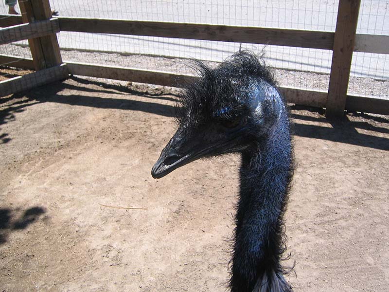 08-17-08_petting-zoo_Severin_28