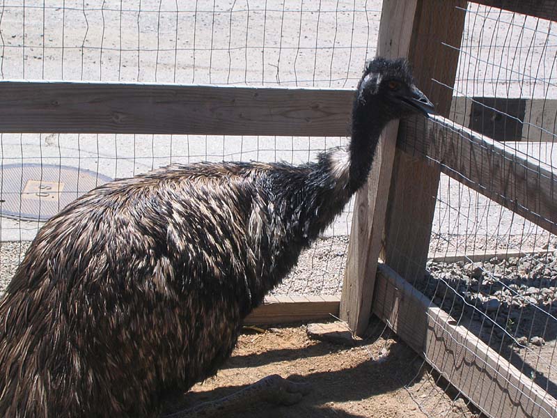08-17-08_petting-zoo_Severin_33