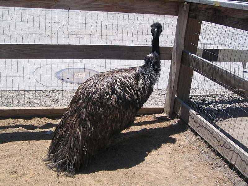 08-17-08_petting-zoo_Severin_34