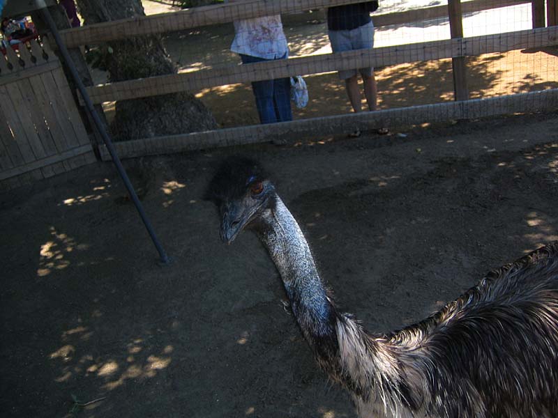 08-17-08_petting-zoo_Severin_35