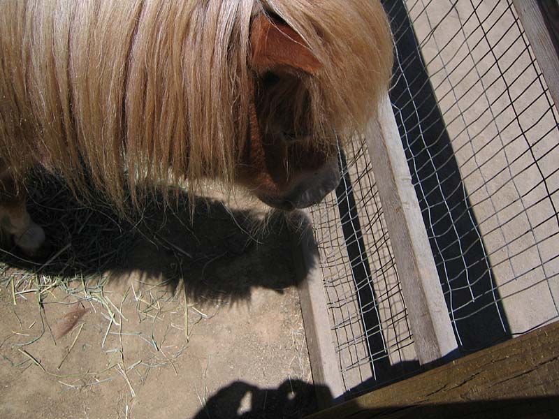 08-17-08_petting-zoo_Severin_37