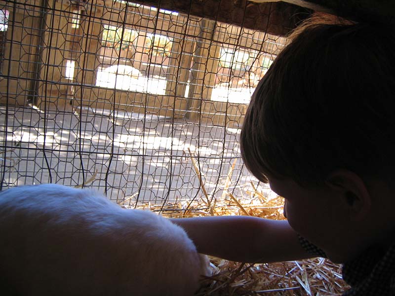 08-17-08_petting-zoo_Severin_41