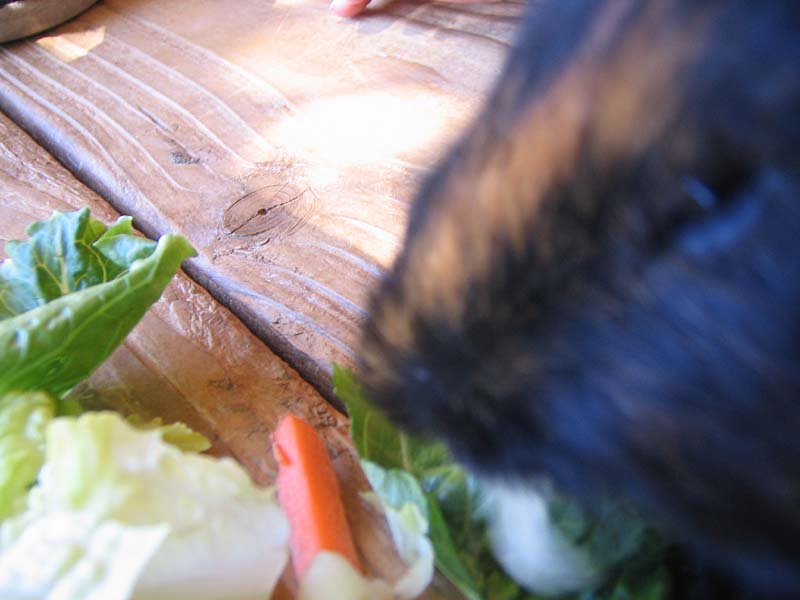 08-17-08_petting-zoo_Severin_59