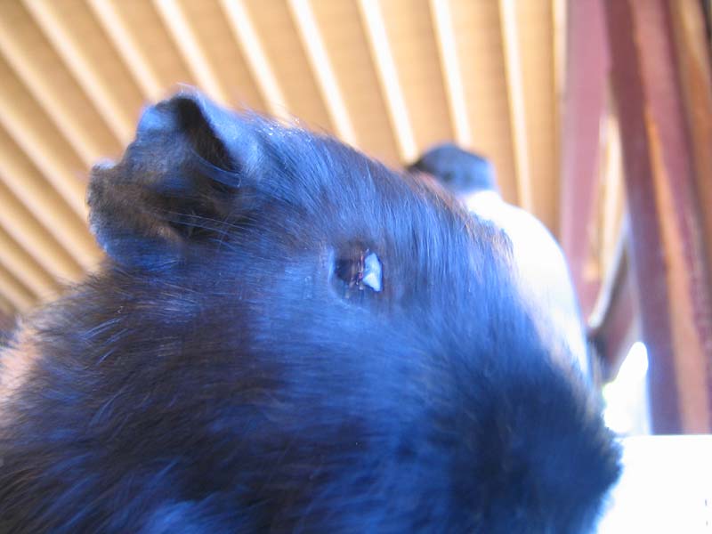 08-17-08_petting-zoo_Severin_63