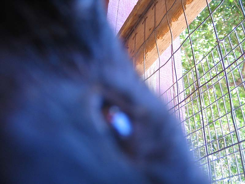 08-17-08_petting-zoo_Severin_65