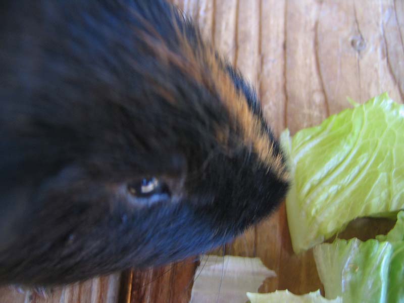 08-17-08_petting-zoo_Severin_68