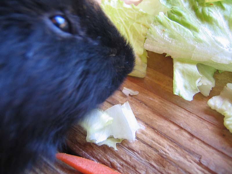 08-17-08_petting-zoo_Severin_70