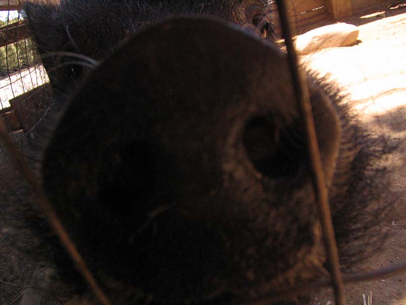 08-17-08_petting-zoo_Severin_76