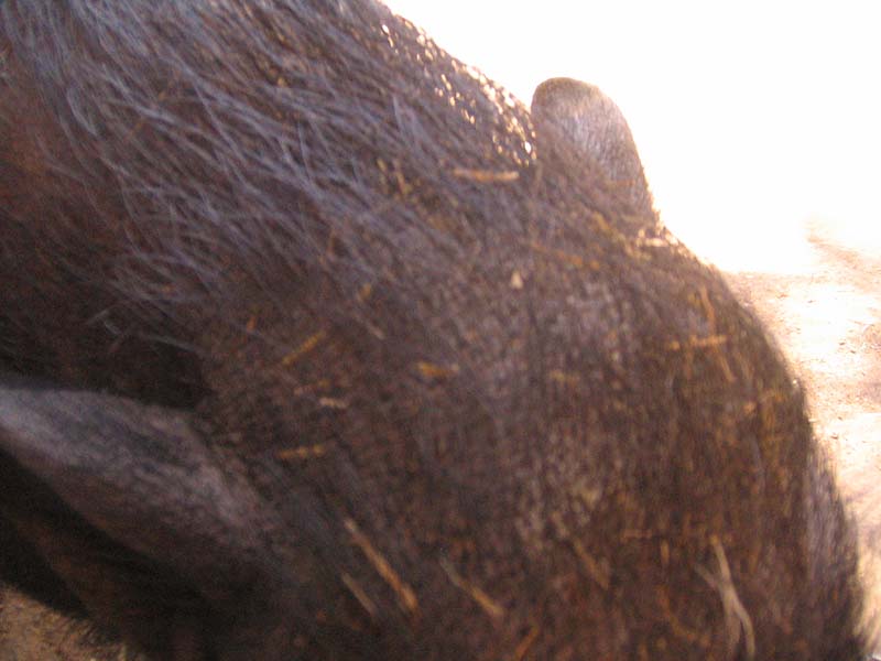 08-17-08_petting-zoo_Severin_77