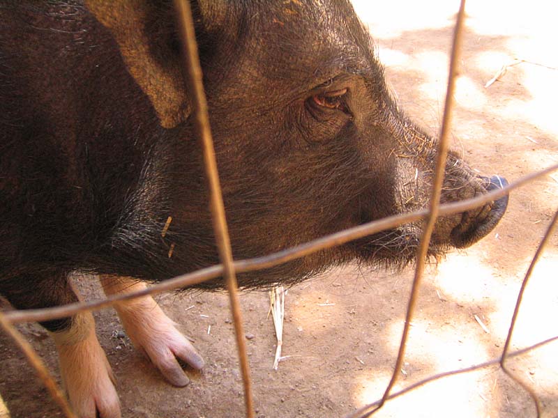 08-17-08_petting-zoo_Severin_79