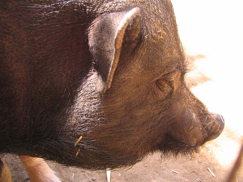 08-17-08_petting-zoo_Severin_80