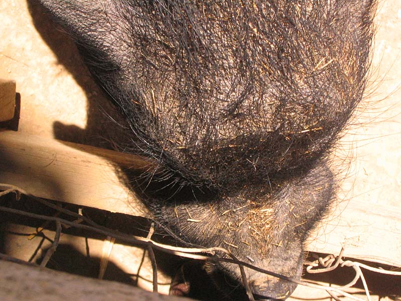 08-17-08_petting-zoo_Severin_82