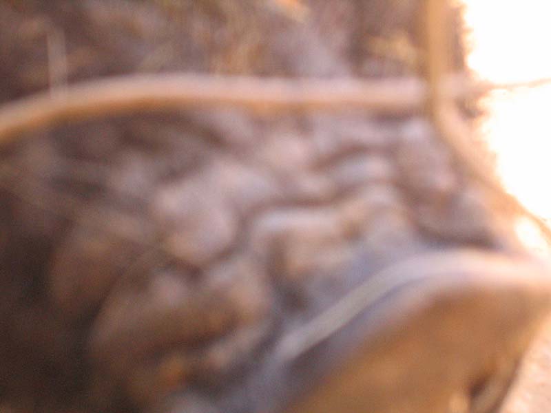 08-17-08_petting-zoo_Severin_84