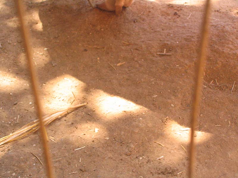 08-17-08_petting-zoo_Severin_87