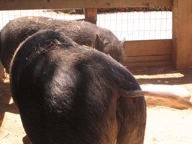 08-17-08_petting-zoo_Severin_88