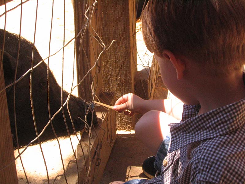 08-17-08_petting-zoo_Severin_97