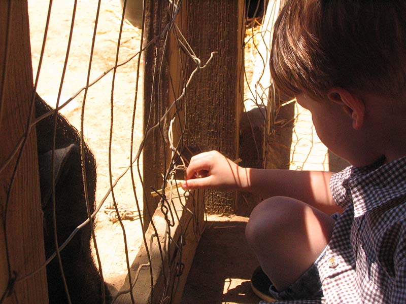 08-17-08_petting-zoo_Severin_98