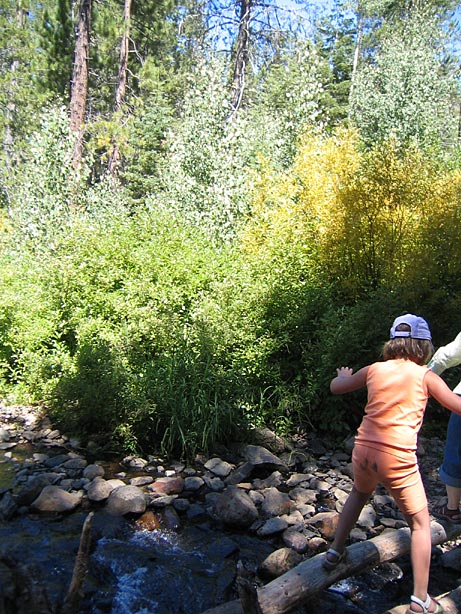 Truckee_43
